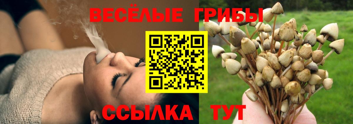 Псилоцибиновые грибы Cubensis  Вход с VPN  Щёлково 